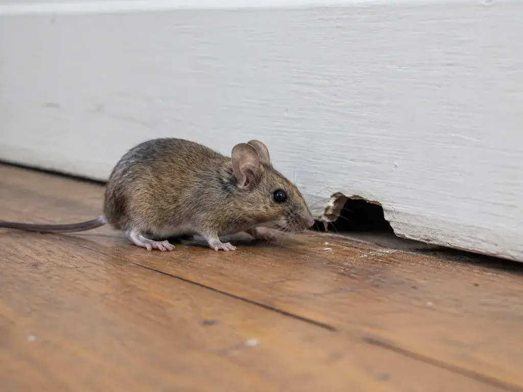 A mouse beside a gap at the bottom of a baseboard